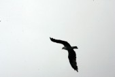 HW7S0400.JPG