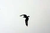 HW7S0401.JPG