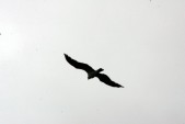 HW7S0403.JPG